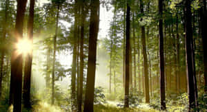 Fondo de bosque — Bosque Fondos de pantalla