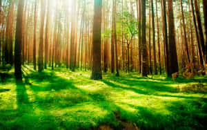 Fondo de bosque — Vista del bosque Fondos de pantalla