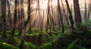 Fondo de bosque — Bosque Fondos de pantalla