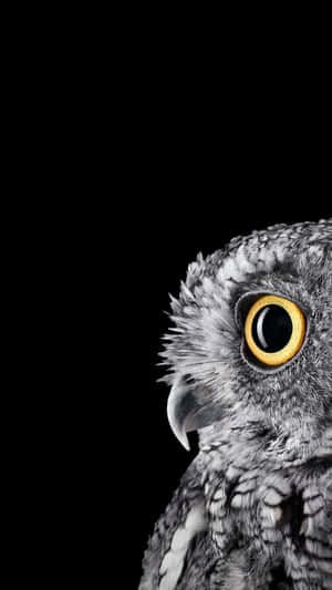 Fondo de búho tierno