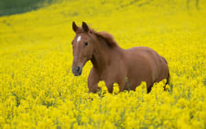 Fondo de Caballo Lindo — Caballo lindo Fondos de pantalla