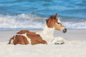 Fondo de caballo lindo — Caballo lindo Fondos de pantalla
