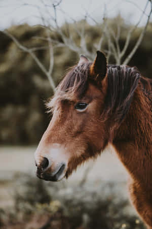 Fotos de caballos lindos — Caballo lindo Fondos de pantalla