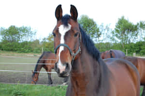 Fotos de caballos lindos — Caballo lindo Fondos de pantalla