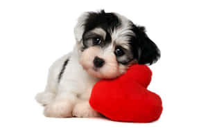 un cachorro blanco y negro sosteniendo un cojín rojo en forma de corazón — Lindo día de San Valentín Fondos de pantalla