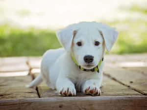 Fotos de cachorros lindos — Cachorro lindo Fondos de pantalla