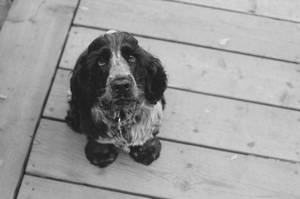 Fondo de pantalla de Cocker Spaniel adulto mirando con ojos de cachorro