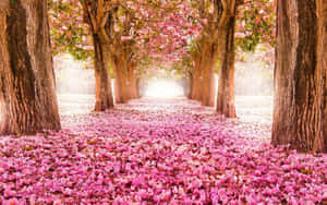 Fondo floral rosa