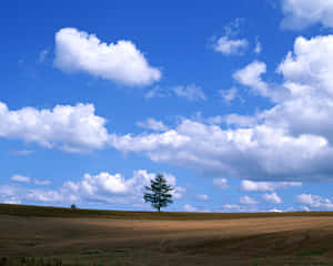 un campo con un árbol — Cielo Azul Fondos de pantalla