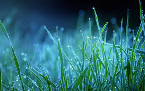 Fondo de pantalla macro de césped cubierto de rocío nocturno — Amanecer Fondos de pantalla