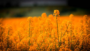 Fondo de pantalla de campo de flores y hierba dorada — Pro Display XDR Fondos de pantalla