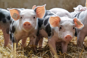 imágenes de animales de granja — MacBook Air 15 Fondos de pantalla
