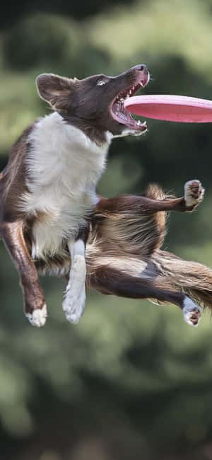 Fondo de Frisbee Iphone Xs — Oppo Find X Fondos de pantalla