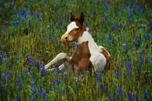 Fondo de caballo lindo — Caballo lindo Fondos de pantalla