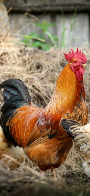 Fondo de Gallo — Redmi Turbo 5 Fondos de pantalla