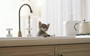 Vista previa de fondo de pantalla: gatito, bebé, lavabo, cocina — 16:10 Fondos de pantalla