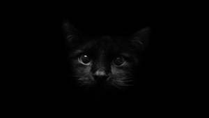 Fondo de pantalla de escritorio de un lindo gatito negro bebé.