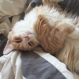Fotos estéticas de gatos — Gato aesthetic Fondos de pantalla