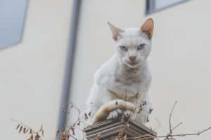 Fotos de Gato Gruñón — MacBook Pro M4 Fondos de pantalla