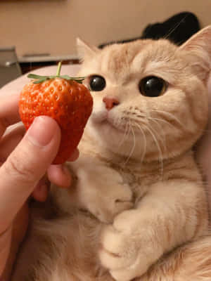 Imágenes estéticas de gatos — Gato aesthetic Fondos de pantalla