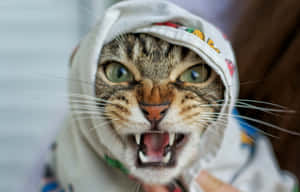 Imágenes de Gato Gruñón — MacBook Air M2 Fondos de pantalla