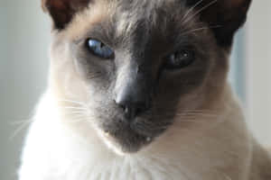 Fotos de Gato Gruñón — MacBook Pro M4 Fondos de pantalla