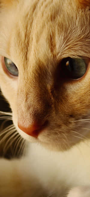 Animals Iphone — Redmi Note 15 Special Fondos de pantalla