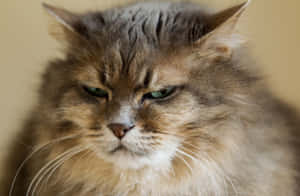 Imágenes del Gato Gruñón — MacBook Pro 16 Fondos de pantalla