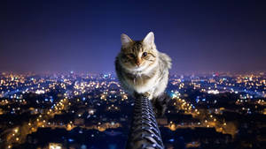 Fondo de pantalla de lindo gato en una barra alto sobre ciudad brillante de noche