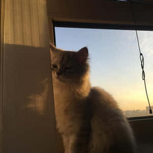 Fotos de gatos estéticos — Gato aesthetic Fondos de pantalla