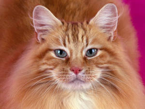 Gato naranja con pelaje esponjoso y hocico peludo mirándote. Lindas mascotas animales.