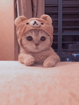 Fotos estéticas de gatos — Gato aesthetic Fondos de pantalla