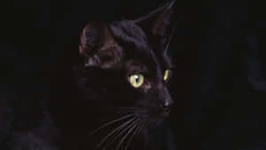 Fotos de gato negro — Cat Noir Fondos de pantalla