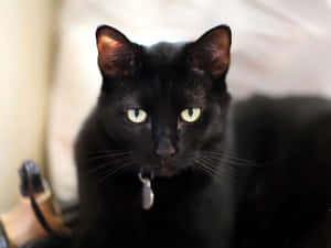 Fotos de gato negro — Gato Negro Fondos de pantalla