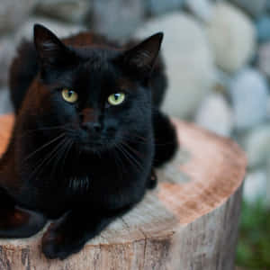 Imágenes de gato negro — Gato Negro Fondos de pantalla