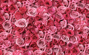 Fondo floral rosa