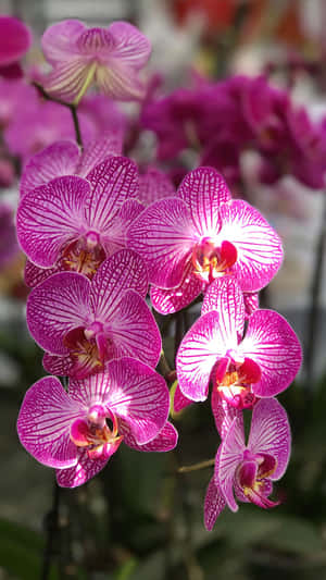 un grupo de orquídeas en una maceta — Flor iPhone Fondos de pantalla