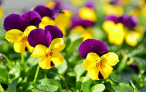 Hermosas imágenes de flores