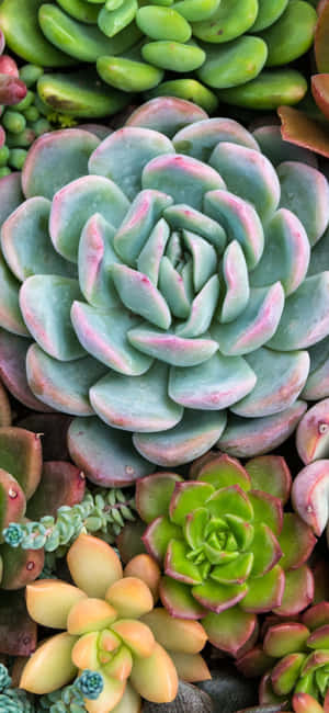 Teléfono con estética de plantas — Galaxia A37 Fondos de pantalla