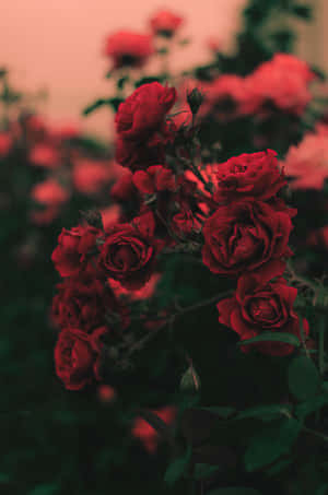 Imágenes de rosas — Rosa Fondos de pantalla