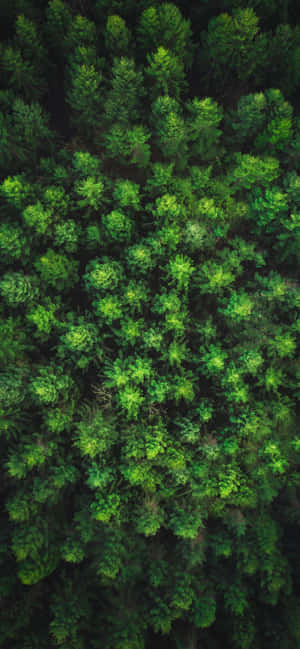 Árboles iPhone — Galaxia A17 Fondos de pantalla