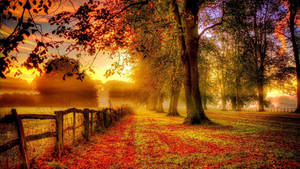 Camino rural cubierto de hojas rojas de arce caídas de grandes árboles durante la temporada de otoño. — Otoño Fondos de pantalla