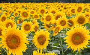Campo de girasoles lleno de girasoles amarillos anaranjados con hojas verdes.