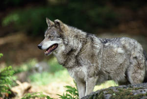 Lobo gris con pelaje o lana brillante y espesa caminando en el bosque.
