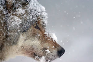 Fondo de pantalla de cabeza de lobo cubierta de nieve