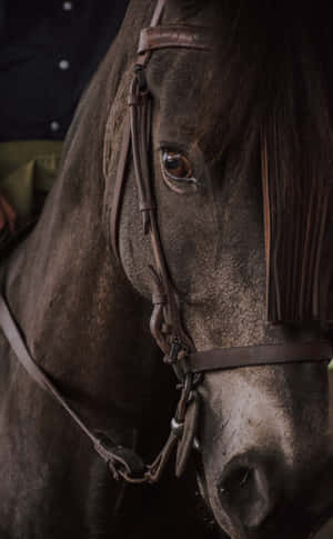 Caballo genial — Honor Pad 20 Pro Fondos de pantalla