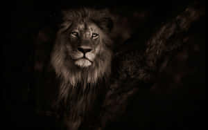 Fondo de león — León Fondos de pantalla