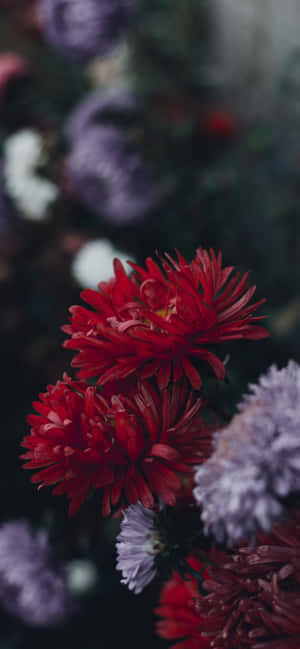 Flores iPhone — iPhone 15 Pro Max Fondos de pantalla