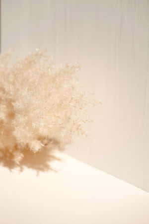 Imágenes estéticas beige — Estética floral Fondos de pantalla
