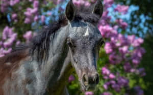 Fondo de caballo lindo — Caballo lindo Fondos de pantalla